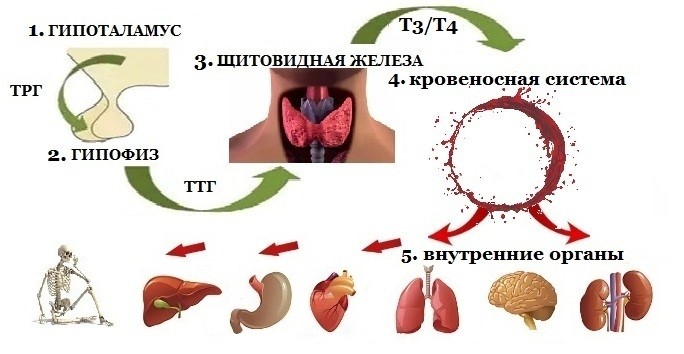 Гипотиреоз: основные причины появления и симптомы: статьи клиники Оксфорд Медикал Киев